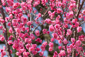 pink plum(ume) blossom in spring