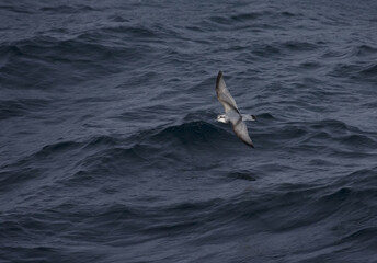 Antarctic Prion, Antarctische Prion, Pachyptila desolata