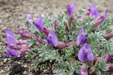 Pursh's Locoweed - Astragalus purshii