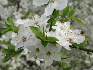 apple tree blossom