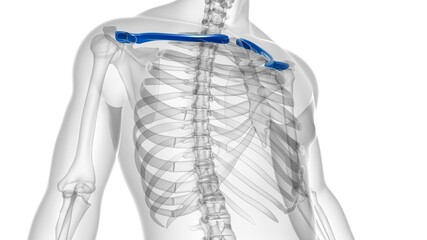 Human skeleton anatomy Clavicle Bones 3D Rendering