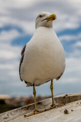 Seagull 