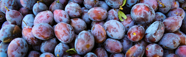 Banner. Ripe plums. Close up of fresh plums, top view. Macro photo food fruit plums. Texture background of fresh blue plums. Image fruit product. D'Agen French prune plum. Plums with a few leaves.