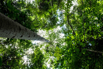 Fototapeta premium tree in the forest