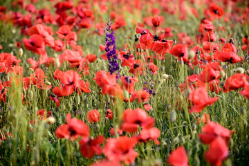field of poppies