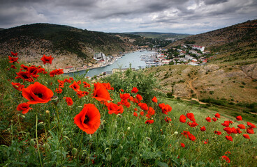 field of poppies