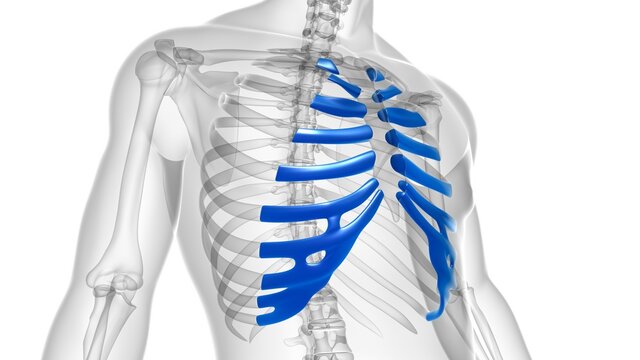 Human skeleton anatomy Costal Cartilage 3D Rendering
