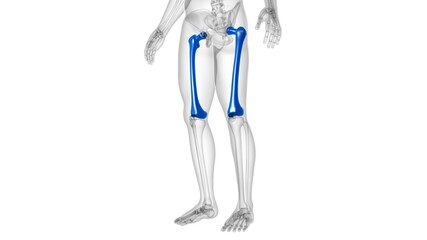 Human skeleton anatomy Femur Bone 3D Rendering