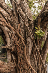 Ogromne drzewo w buddyjskiej świątyni, pnącza naturalne tło. - obrazy, fototapety, plakaty