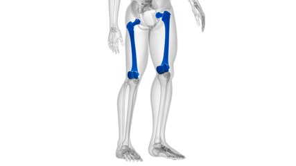 Human skeleton anatomy Femur Bone 3D Rendering