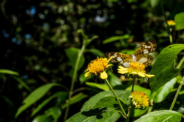 butterfly on flower