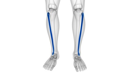 Human skeleton anatomy Fibula Bone 3D Rendering © mybox