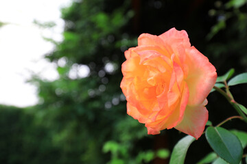 The blooming roses are in the garden