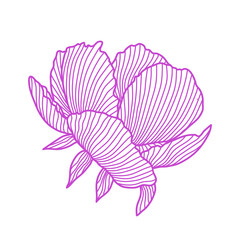 Illustration of linear peony.