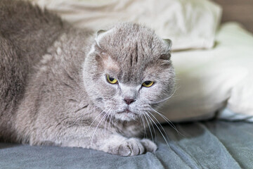 Beutiful British longhair cat scared.