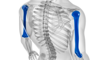 Human skeleton anatomy Humerus Bone 3D Rendering