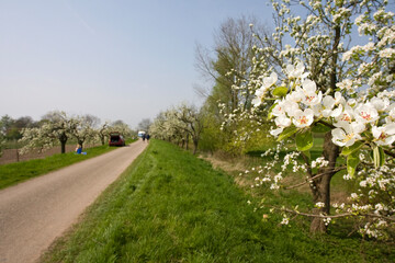 Fototapeta na wymiar Fruitbomen; Orchards