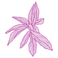 Illustration of linear peony leaf.