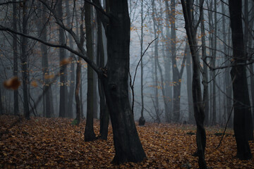 Trees in a fog in autumn