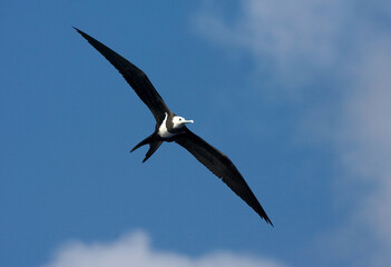 Ascension Frigatebird, Ascensionfregatvogel, Fregata aquila