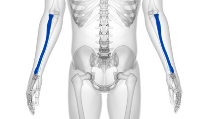 Human skeleton anatomy Radius Bone 3D Rendering