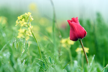 red poppy flower