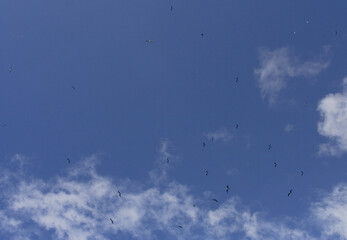 Ascension Frigatebird, Ascensionfregatvogel, Fregata aquila
