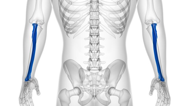 Human skeleton anatomy Radius Bone 3D Rendering