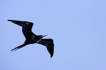 Ascension Frigatebird, Ascensionfregatvogel, Fregata aquila