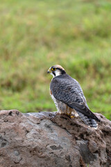 The lanner falcon (Falco biarmicus) in Ngorongoro Crater, Unesco World Heritage Site and National Park in Tanzania, Africa.