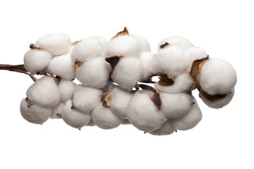 Cotton flower branch isolated on white background.