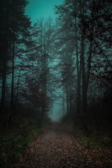 Road in ominous forest