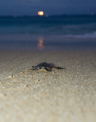 Atlantic Green Turtle