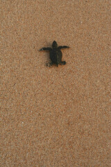 Atlantic Green Turtle