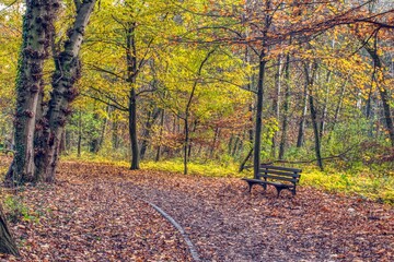 pusta ławka na jesiennej alei w parku, aleja parkowa zasypana kolorowymi liśćmi, cisza i spokój...