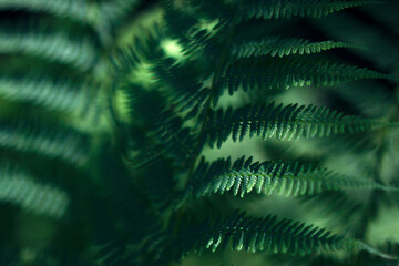 green textured fern leaves in summer forest - close up,  nature background