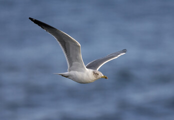 Atlantic Yellow-legged Gull, Atlantische Geelpootmeeuw, Larus michahellis atlantis