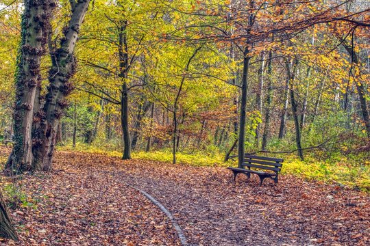 pusta ławka na jesiennej alei w parku, aleja parkowa zasypana kolorowymi liśćmi, cisza i spokój w parku, pusto i cicho na alejkach parkowych