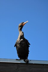 Double Crested Cormorant Perched On Roof