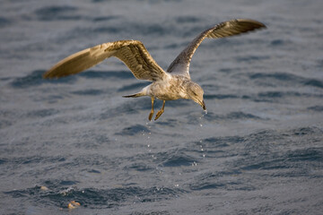 Atlantic Yellow-legged Gull, Atlantische Geelpootmeeuw, Larus michahellis atlantis