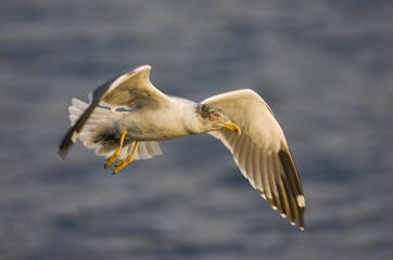 Atlantic Yellow-legged Gull, Atlantische Geelpootmeeuw, Larus michahellis atlantis