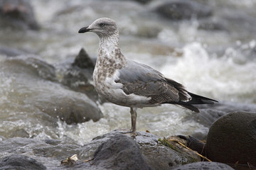 Atlantic Yellow-legged Gull, Atlantische Geelpootmeeuw, Larus michahellis atlantis