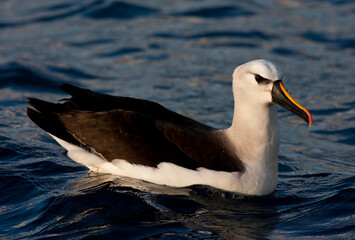 Atlantische Geelsnavelalbatros, Atlantic Yellow-nosed Albatross,Thalassarche chlororhynchos