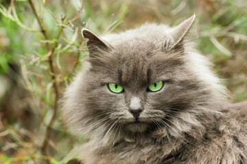 Naklejka na ściany i meble Portrait of green-eyed cat. Macro image with selective focus