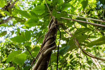 green leaves on a branch