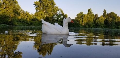 pato domestico