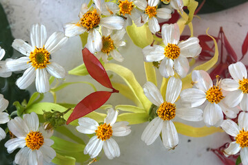 Fototapeta na wymiar white daisies flowers floating on transparent water.