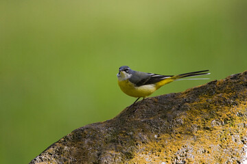 Azores Grey Wagtail, Azoren Grote Gele Kwikstaart, Motacilla cinerea patriciae