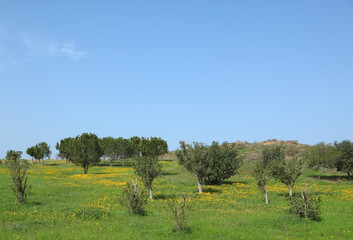 Blossoming rural fields