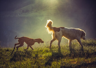 herd of horses in field